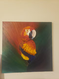 Mr. Ernie the Parrot